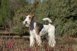 FOX TERRIER 452